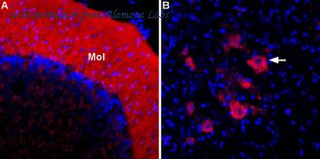 Alomone Labs ASC-012-AR image 1