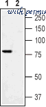 Alomone Labs ASC-012-AR image 2