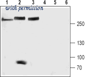 Alomone Labs ASC-022 image 1