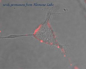 Alomone Labs ASC-022 image 3
