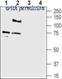 Alomone Labs ASC-031 image 1