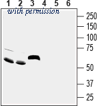 Alomone Labs ASC-032 image 1
