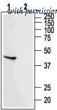 Alomone Labs ASR-005 image 1