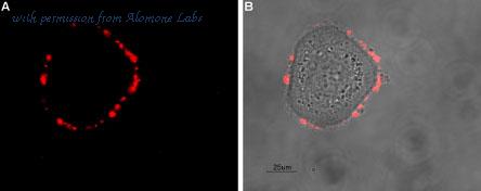 Alomone Labs ASR-005 image 3