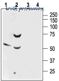 Alomone Labs ASR-006 image 3