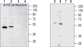 Alomone Labs ASR-012 image 1