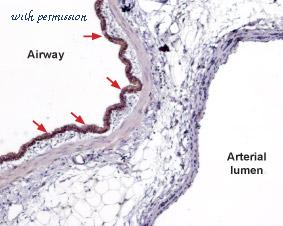 Alomone Labs ASR-012 image 3