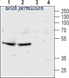 Alomone Labs ASR-032 image 1