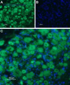 Alomone Labs ASR-032 image 2