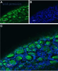 Alomone Labs ASR-032-AG image 1