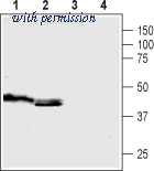 Alomone Labs ASR-040 image 1
