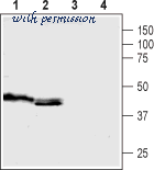 Alomone Labs ASR-040 image 2