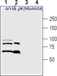 Alomone Labs ASR-051 image 2