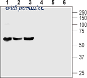 Alomone Labs AVR-003 image 1