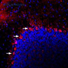 Alomone Labs AVR-003 image 2