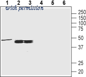 Alomone Labs AVR-013 image 1