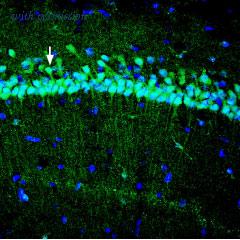 Alomone Labs AZT-003 image 2