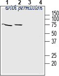 Alomone Labs AZT-008 image 1