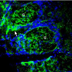 Alomone Labs AZT-011 image 2