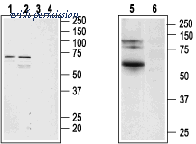 Alomone Labs ACR-002 image 1