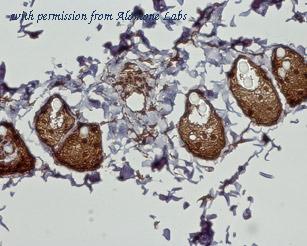 Alomone Labs ACR-002 image 2