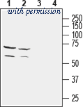 Alomone Labs AGC-046 image 1