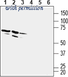 Alomone Labs AGR-052 image 1
