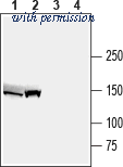 Alomone Labs AMT-023 image 1