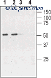 Alomone Labs ANC-006 image 1