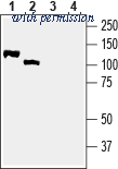 Alomone Labs ANR-114 image 1