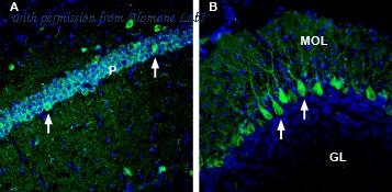 Alomone Labs ANR-114 image 2