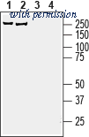 Alomone Labs APZ-033 image 1