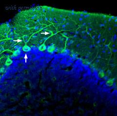 Alomone Labs APZ-033 image 2