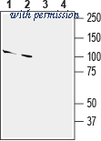 Alomone Labs ASR-082 image 1