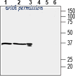 Alomone Labs AOR-016 image 1