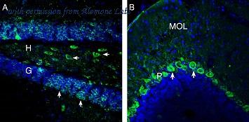 Alomone Labs AOR-016 image 2