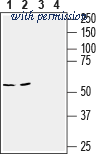 Alomone Labs AGT-015 image 1