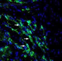 Alomone Labs AGT-015 image 2