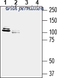 Alomone Labs ANR-163 image 1