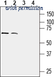 Alomone Labs ACR-059 image 1