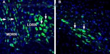 Alomone Labs ANC-021 image 2