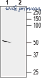 Alomone Labs A-105 image 1