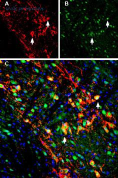 Alomone Labs A-150 image 1