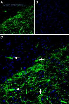 Alomone Labs A-165 image 1