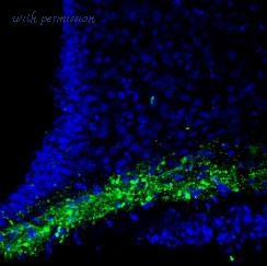 Alomone Labs A-195 image 2