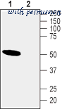Alomone Labs A-260 image 1