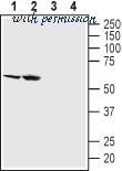 Alomone Labs A-420 image 1