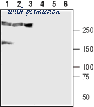 Alomone Labs A-435 image 1