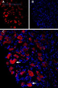 Alomone Labs A-440 image 1