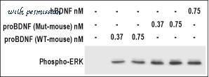 Alomone Labs B-240 image 1